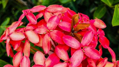 Photo of 📸 Foto del Día