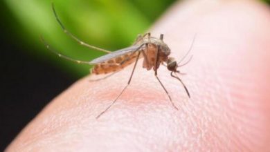 Photo of El mosquito no transmite el COVID-19, según Instituto de Sanidad italiano