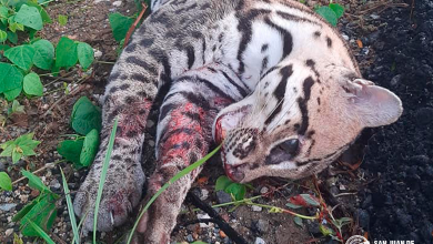 Photo of Ciclistas sanjuaneros hallan a un tigrillo arrollado cerca a Carreto