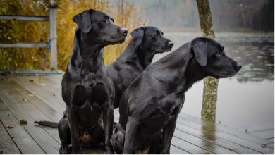 Photo of Científicos determinan que un año humano no equivale a siete años de perro