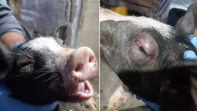 Photo of ICA continúa vigilancia a un posible caso de peste porcina en Bolívar