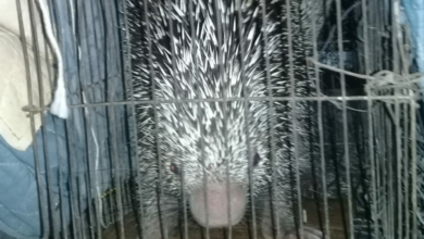 Photo of Puerco espín es liberado luego de ser encontrado en zona urbana de San Juan