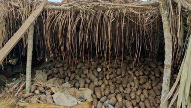 Photo of Más de 400 toneladas de ñame en Mahates están en riesgo de perderse
