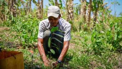 Photo of SENA destinará $60 mil millones de capital semilla emprendedores de micros, pequeñas y medianas empresas