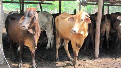 Photo of San Juan Nepomuceno alcanza histórica cobertura en la vacunación contra la fiebre aftosa en 2023