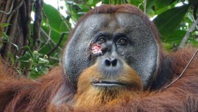 Photo of Científicos graban por primera vez a un orangután curándose una herida con una planta