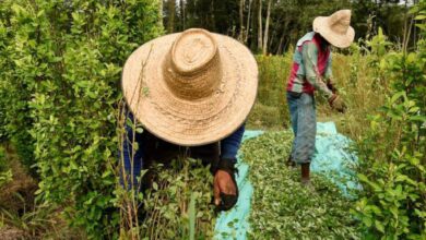 Photo of ONU alerta sobre récord mundial en producción y consumo de cocaína