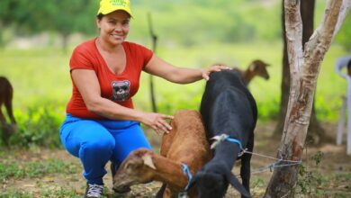 Photo of Zambrano impulsa producción ovina con la entrega de 800 ovejas y nuevas unidades productivas
