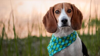 Photo of Corte Constitucional declara a los animales seres sintientes con derechos especiales en Colombia
