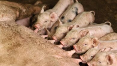 Photo of ICA blinda a Colombia, prohíbe ingreso de derivados del cerdo provenientes de España