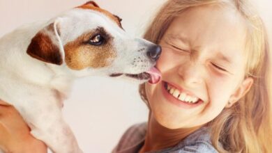 Photo of “No se deje lamer la boca de su perro, no es amor”: Advierte veterinario