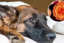 Photo of Alerta por casos de moquillo canino en San Juan Nepomuceno: veterinario explica cómo prevenir esta enfermedad viral