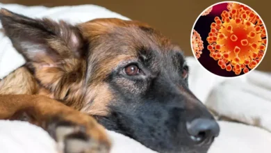 Photo of Alerta por casos de moquillo canino en San Juan Nepomuceno: veterinario explica cómo prevenir esta enfermedad viral